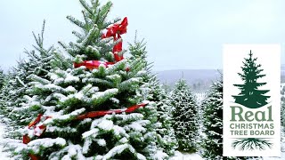 LIVE Michigan Christmas Tree Farm Tour [upl. by Ahtrim]