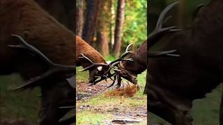 Elk vs Elk Shocking Footage of Territorial Battles [upl. by Legnaesoj]