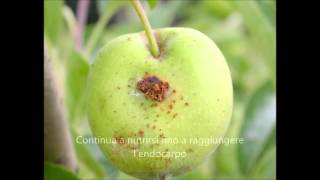 Cydia pomonella apple codling moth [upl. by Hgielak747]