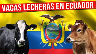 🔴 VACAS LECHERAS En Ecuador Un Mundo de Sabores y Oportunidades ✅ Gado Leitero [upl. by Osner]