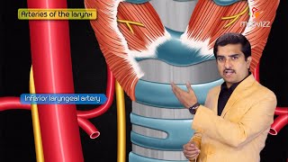 Anatomy and Physiology of Larynx  Action of Laryngeal muscles  Dr Bhanu prakash [upl. by Mihsah15]