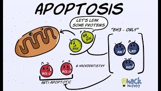 Apoptosis  Introduction Morphologic Changes and Mechanism [upl. by Arty]