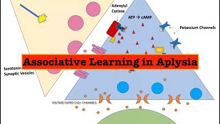 Biochemical processes underlying associative learning in Aplysia [upl. by Odnama]