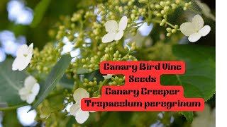 Canary Bird Vine Seeds Vlogsforplants CreeperVines [upl. by Annodam578]