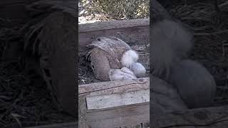 Vulture mom cuddled with her baby animals birds wildlife shorts congrats nature [upl. by Emmery]