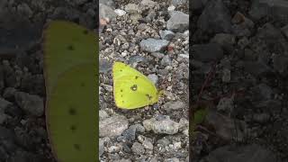 Clouded Sulphur Butterfly Puddling lepidoptera nature naturelovers wildlife insects [upl. by Adalheid]