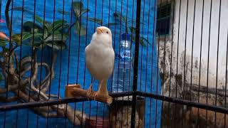 Canary song for training Belgian canary singing in morning [upl. by Grous854]