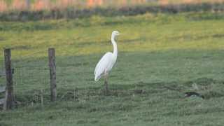 Great White Egret Symbolism [upl. by Yssenhguahs]