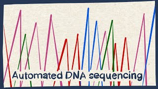 Automated DNA sequencing  Biology tutorial [upl. by Nalla997]