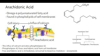 Arachidonic Acid Metabolic Pathways [upl. by Yelsa]