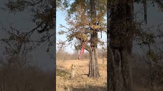 Leopard Cub Tries to Steal Mom’s Treetop Feast [upl. by Masson]