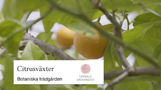 Citrusväxter i botaniska trädgården i Uppsala [upl. by Nnylyma27]