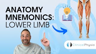 Learn Anatomy Lower Limb Anatomy Mnemonics and Memory Aids  Anatomy Made Easy [upl. by Langer861]