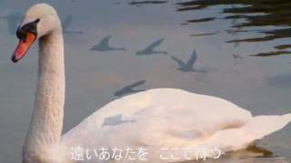 島津亜矢 【雪待鳥】 ～絹の章～ [upl. by Issim]