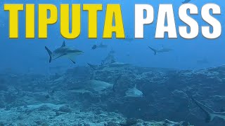 Scuba Diving Tiputa Pass In Rangiroa With 100 Of SHARKS 🇵🇫 [upl. by Storm]