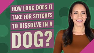 How long does it take for stitches to dissolve in a dog [upl. by Eyma]