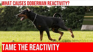 Addressing a Dobermans Reactivity on Walks Tips amp Strategies [upl. by Nosnek787]