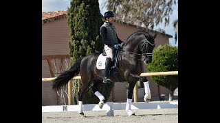 POETA DE SUSAETA  TOP PRE SPANISH BLACK STALLION  VIDEO 4K [upl. by Auberbach]