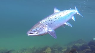 Playing an atlantic salmon while filming under water [upl. by Cynarra606]