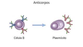 Mini aula  Anticorpos [upl. by Bisset]