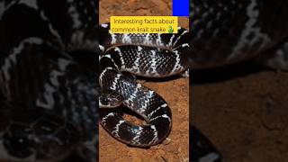 Common krait snake 🐍 youtubeshorts wildlife viralshorts [upl. by Gunthar713]