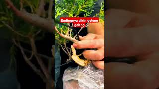 bonsai cemara ini memang gila [upl. by Torres]