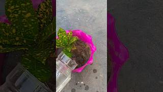 How to propagation croton in water from soil subscribe plants shortsfeed short [upl. by Nnarual707]