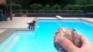 Lagotto Romagnolo puppy in swimming pool [upl. by Waller]