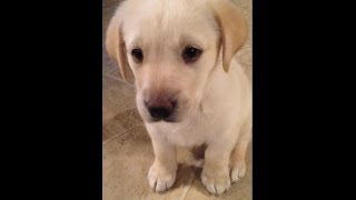 Yellow Lab Puppy from 8 weeks to 1 year [upl. by Dalila]