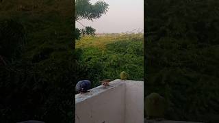 birds pointbirds cuteparrot nature shortsvideo [upl. by Blayze]