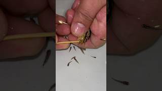 Auratus cichlid fish giving birth to 20 baby fish 🥰🐬 fish fishvideo [upl. by Kaia]