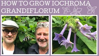 How to grow Iochroma grandiflorum A fabulous rare South American shrub thats very tough [upl. by Trevor]