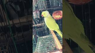 Chor pakshi video birds parrot 🦜 Ytshort viral video 🦜 like subscribe comment kar dena 11112024🦜🦜 [upl. by Nozicka28]