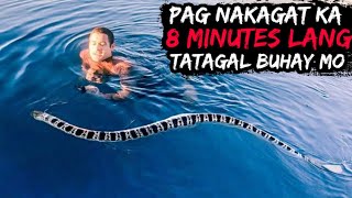 Pag Nakita Mo Ito sa Dagat Umalis Kana Agad sa Tubig  Most Dangerous Sea Snake in the World [upl. by Areema276]