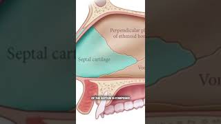 What is the nasal septum [upl. by Gerianna454]