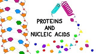 Proteins and Nucleic Acids [upl. by Mirabelle]