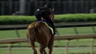 Kentucky Derby Horse Justify [upl. by Radmen307]