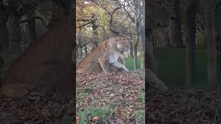 lions kings up close knowsley safari park [upl. by Ietta514]