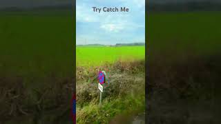 Try Catch Me [upl. by Adias]