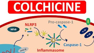 Colchicine Tablets for Gout  Mechanism precautions amp side efects [upl. by Lodovico465]