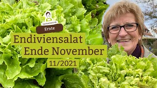 Endiviensalat ernten  Feste RiesenKöpfe Ende November [upl. by Aisitel119]