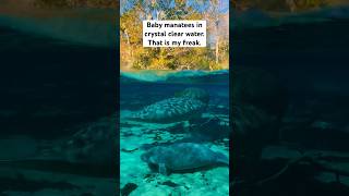 Baby manatees in crystal clear water is my freak 😍 florida wildlife manatee [upl. by Latreese2]