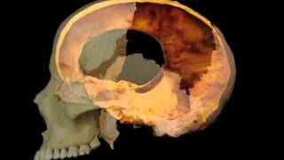 Cranial Motion 3 videos loop [upl. by Orest]