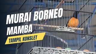 Murai Borneo Mamba Tampil Konslet [upl. by Adiari]