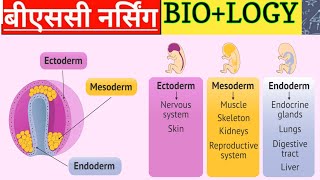 Biology Ectoderm Mesoderm Endoderm  Biology Classes Bsc Nursing [upl. by Melentha869]