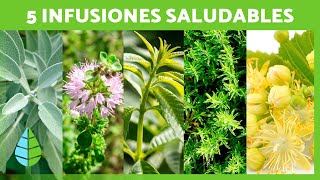 5 INFUSIONES MEDICINALES para MEJORAR tu SALUD 🍵💚 Infusiones con Plantas Medicinales [upl. by Martha]