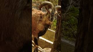 European mouflon sheep wildlife animals shorts shortvideo shortsfeed [upl. by Llevrac12]