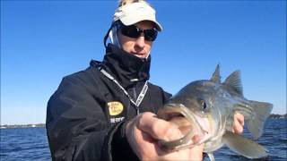 Striped Bass on the Pamlico River with Captain Mitchell Blake of FISHIBXcom [upl. by Llevrac]