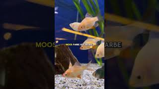 Diese Fische solltest du mit Vorsicht genießen 😌 aquarium aquriumhobby aquariumhobby aquaristik [upl. by Nesral]