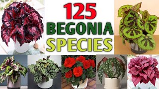 125 Rare Begonia Species with Names  Varieties of Begonia Plant Plant and Planting [upl. by Aicilehp]